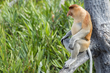 Nasalis Larvatus or long-nosed monkey, known as the bekantan, is a reddish-brown arboreal Old World monkey that is endemic to the southeast Asian island of Borneo..