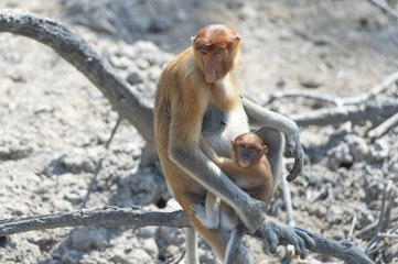 Nasalis Larvatus or long-nosed monkey, known as the bekantan, is a reddish-brown arboreal Old World...