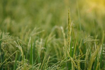Rice farm with paddy.