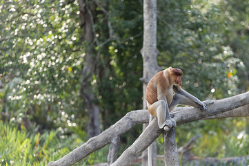 The proboscis monkey, Nasalis Larvatus or long-nosed monkey, kno - obrazy, fototapety, plakaty