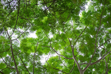 Fototapeta na wymiar bottom view group of green leaf of tree in tropical forest