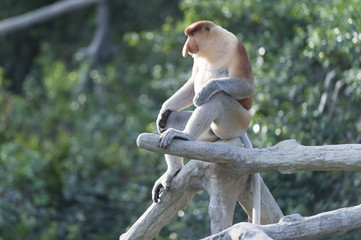 Nasalis Larvatus or long-nosed monkey, known as the bekantan, is a reddish-brown arboreal Old World monkey that is endemic to the southeast Asian island of Borneo..
