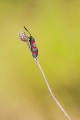Six-spot burnet (Zygaena filipendulae)