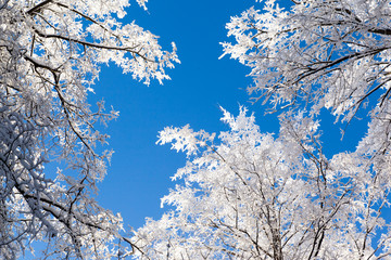 Fototapeta premium Frosted tree in frosty day against the blue sky