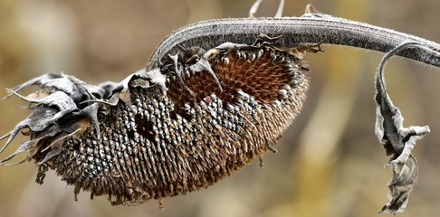 tournesol après les premières pluies