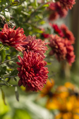 Red chrysanthemum flower.