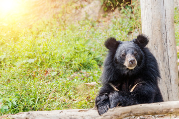 Black bear in the forest.