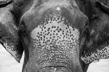 close up elder Asiatic elephant face portrait