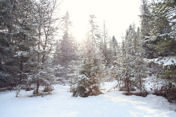 Tannenbaum im Winter