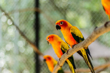 Beautiful colorful parrot, Sun Conure (Aratinga solstitialis), s