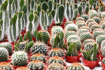 cactus in cameron highland, malaysia