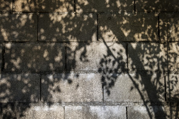 shadow of tree on old cement blocks wall vintage styled