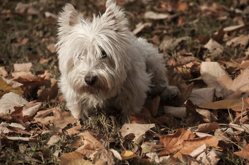Naklejka na ściany i meble White scottish terrier closeup on fallen autumn leaves ground in park