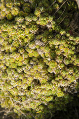 Sempervivum in a miniature rock garden.