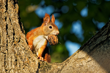 Eichhörnchen im Nussbaum, 