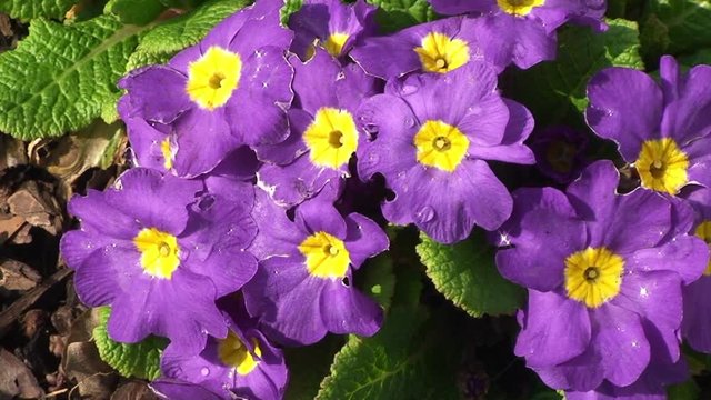 Violette Primeln mit Wassertropfen