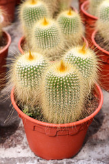 cactus in cameron highland, malaysia