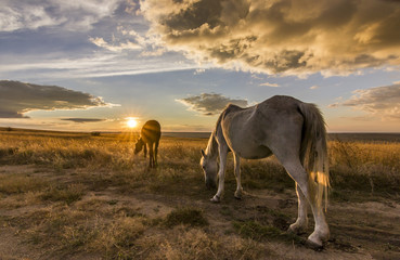 two horses on meadow at colorful sunset