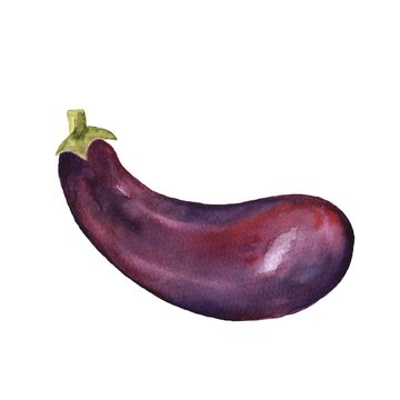Aubergine. Watercolor illustration, isolated on white