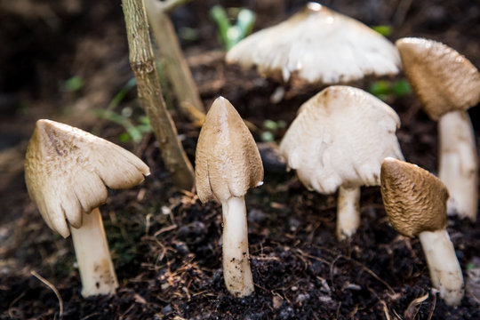 Termitomyces mushroom, termite mushroom
