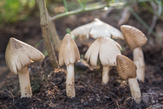 Termitomyces mushroom, termite mushroom
