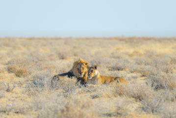 Obraz premium Couple of Lions lying down on the ground in the bush. Wildlife safari in the Etosha National Park, main tourist attraction in Namibia, Africa.