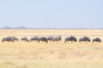 Herd of Blue Wildebeest grazing in the bush. Wildlife Safari in the Etosha National Park, famous travel destination in Namibia, Africa.