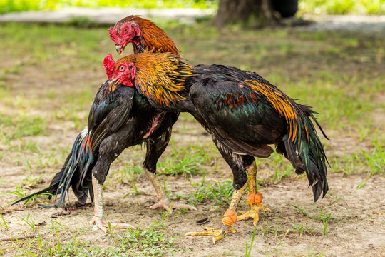 Gamecock, Fighting cock
