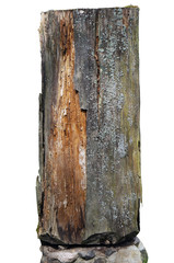 mouldering centenary oak trunk isolated
