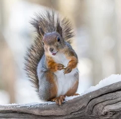 Stof per meter Squirrel © hannurama