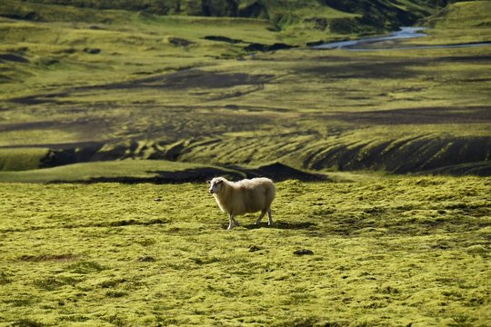 Schafe im Hochland auf Island