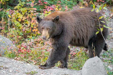 Black bear walking out of fall foliage forest