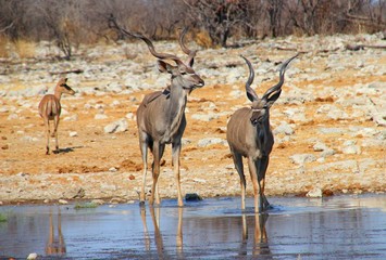 Antilopen an einer Wasserstelle in der Etosha/Namibia