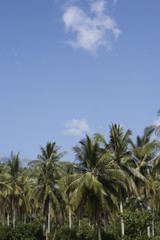 Fototapeta na wymiar Palm trees set against clear blue skies.