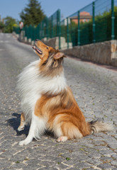 Collie dog sitting and looking up