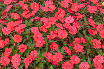 Naklejka premium Flowerbed in the city Park, Slovenia