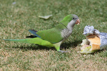An opportunistic Monk Parakeet (Myiopsitta monachus) taking advantage of discarded food, Malaga,...