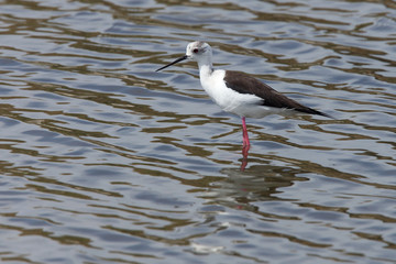 An adult female Black-winged Stlit standing in a lake at the Guadalhorce Nature Reserve, Malaga, Andalucia, Spain.