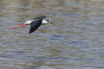 An adult male Black-winged Stlit flying over a lake at the Guadalhorce Nature Reserve, Malaga, Andalucia, Spain.