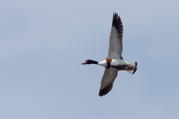 An adult male Shelduck (Tadorna tadorna) in flight over the  Guadalhorce Nature Reserve, Malaga, Andalucia, Spain.