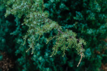 Колючая ветка можжевельника