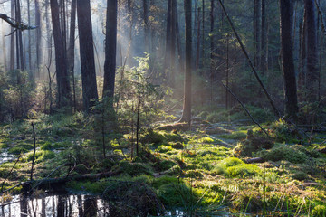 Obraz premium Natural coniferous stand of Landscape Reserve