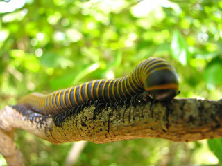 A large millipede walks along a branch in Puerto Rico.