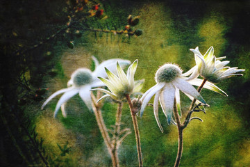 Luminous antique style Flannel Flowers (Actinotus helianthi) in the Australian bush. Grunge and vintage textured image.