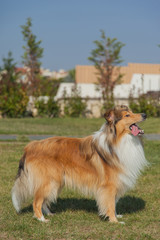 Collie dog standing with hanging tongue