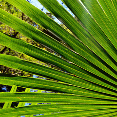 Abstract lines of back lit fan-shaped Cabbage Tree Palm Leaves (Livistona australis) in rainforest in the Royal National Park, New South Wales, Australia