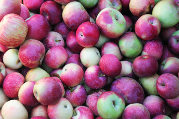 fresh harvest apple background