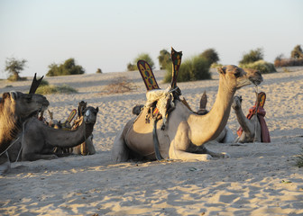 camels on Sahara