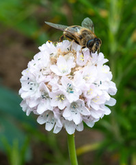 Side of Bee on White Flower