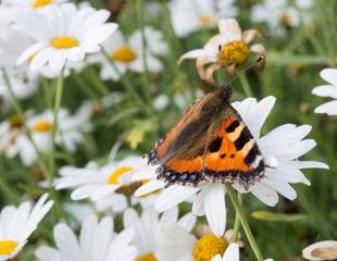 Small Tortoiseshell Butterfly on a Daisy